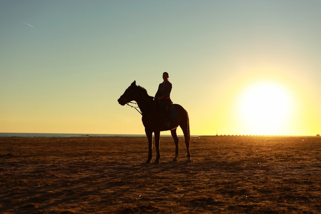 Mobile Equine Veterinarian Serving Corpus Christi, TX, and a 60-mile radius